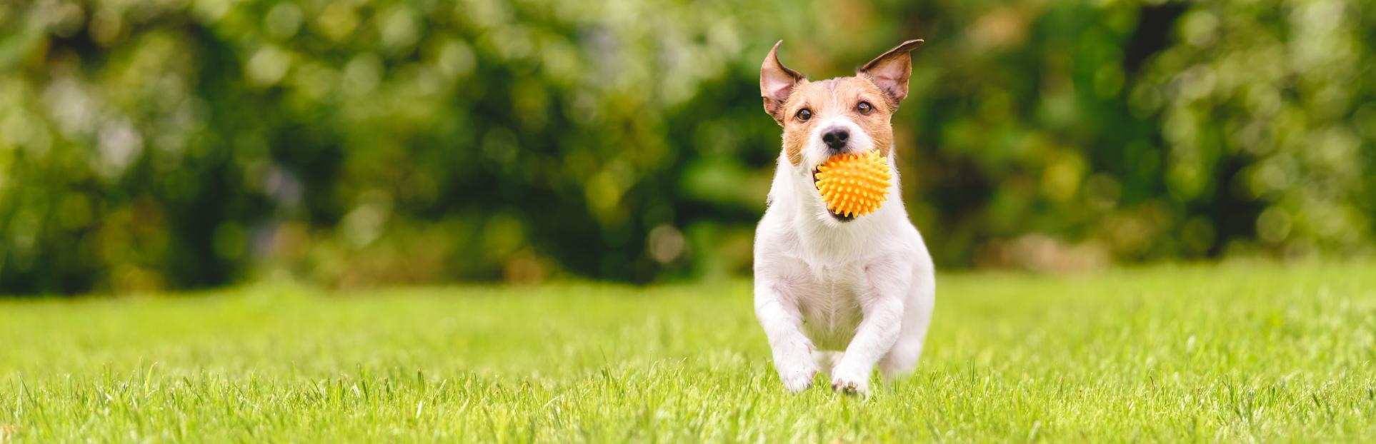 Animal Nutrition